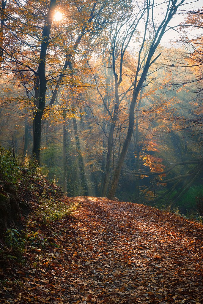 Billede fra en skov