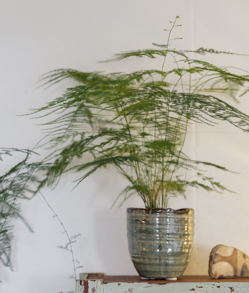 plante plante