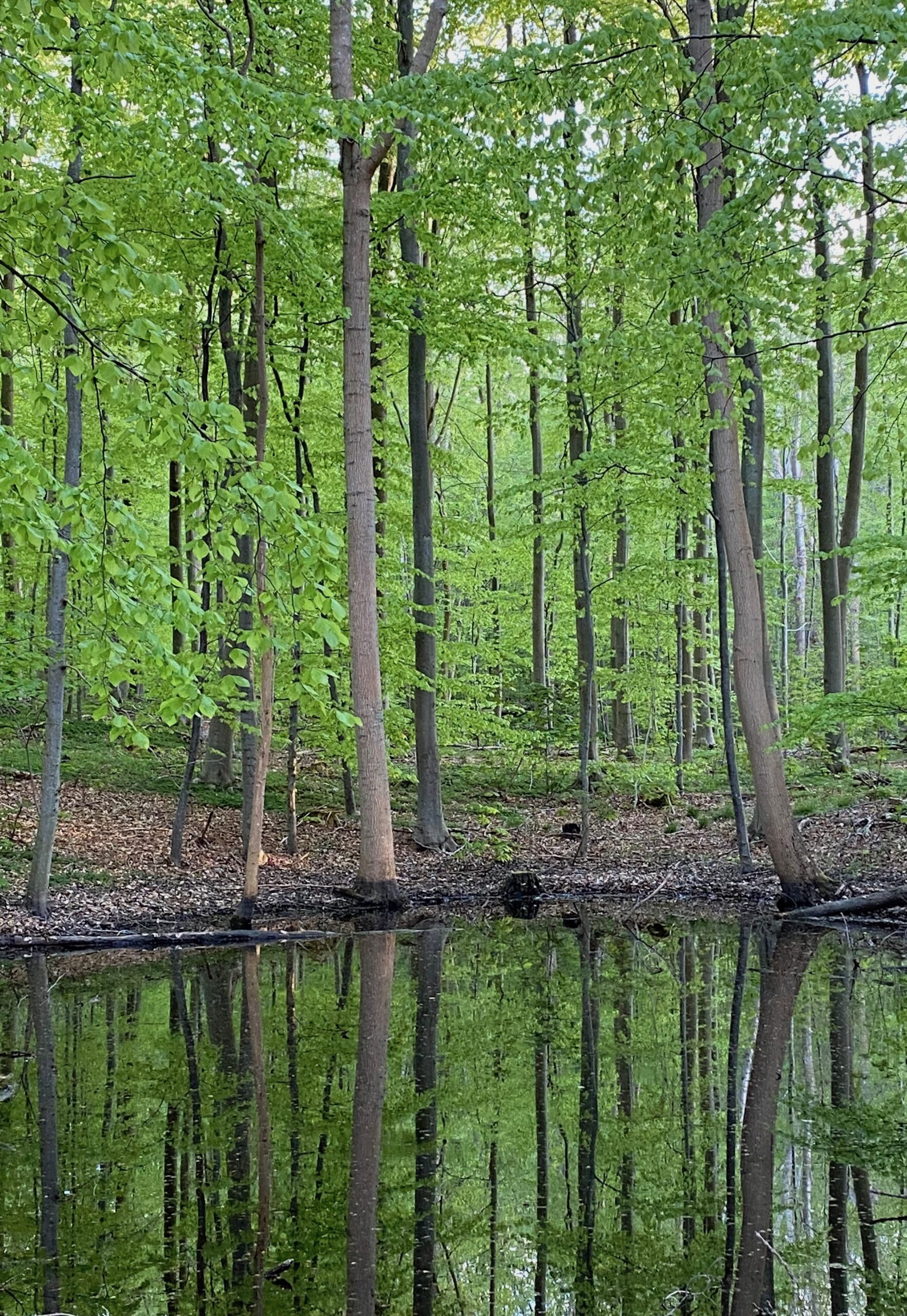 Naturterapi spejle